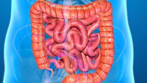 large-intestine
